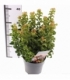 Leucothoe