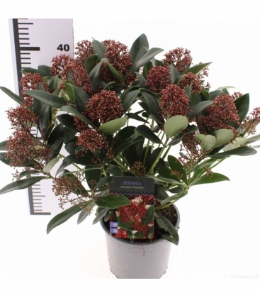 Skimmia