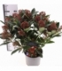 Skimmia