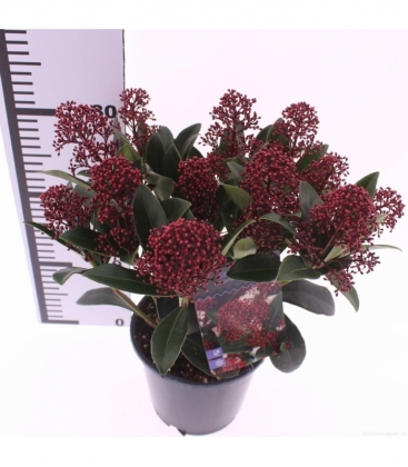 Skimmia