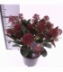 Skimmia