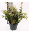 Leucothoe