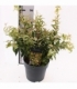 Leucothoe