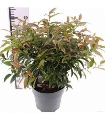 Leucothoe