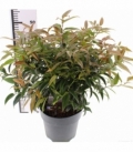 Leucothoe