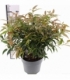 Leucothoe