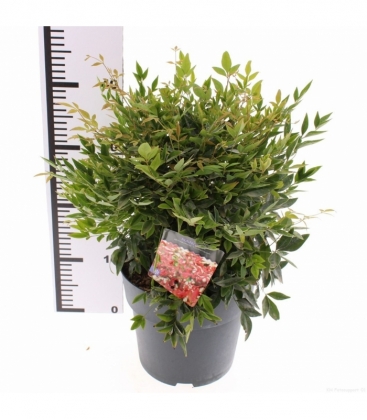 Nandina