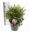Nandina