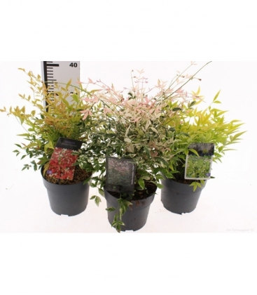 Nandina