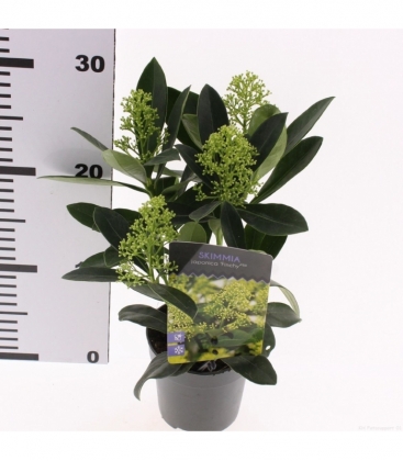 Skimmia