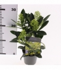 Skimmia