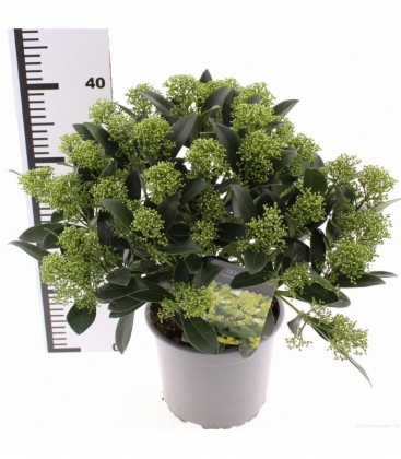 Skimmia
