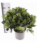 Skimmia