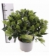 Skimmia