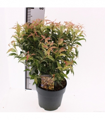 Leucothoe