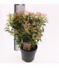 Leucothoe