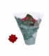 Kalanchoe