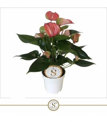 Anthurium
