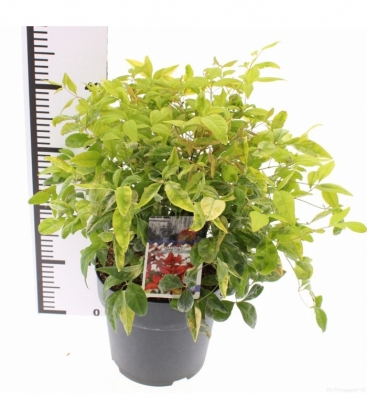 Nandina