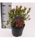 Leucothoe