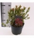 Leucothoe