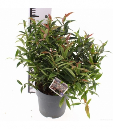 Leucothoe