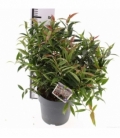 Leucothoe