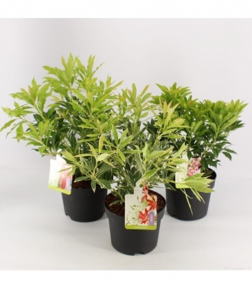 Pieris