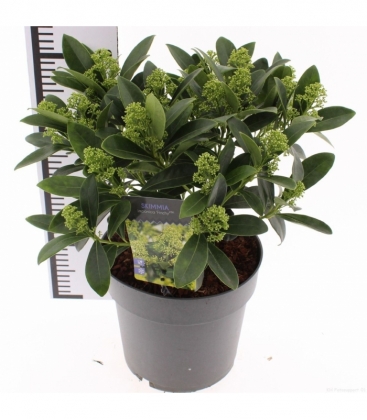 Skimmia