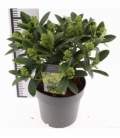 Skimmia