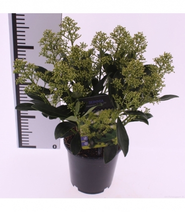 Skimmia