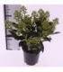 Skimmia