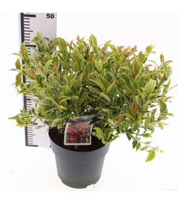 Leucothoe