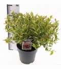 Leucothoe