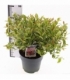 Leucothoe