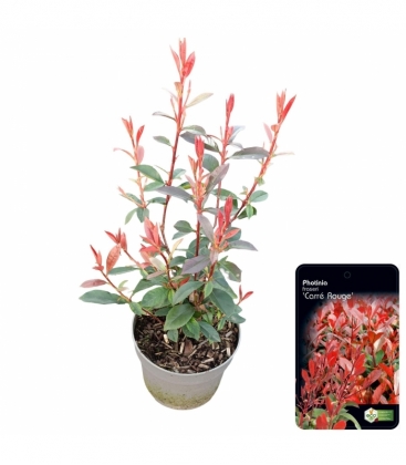 Photinia
