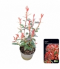 Photinia