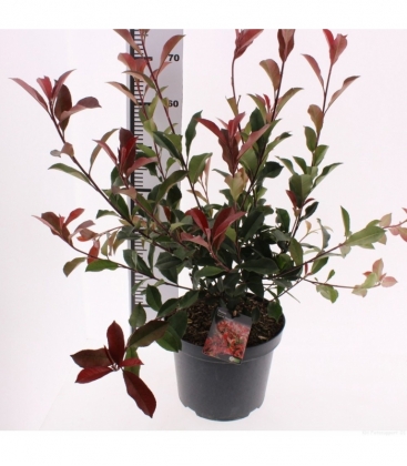 Photinia