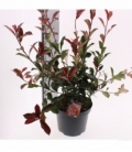 Photinia