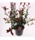 Photinia