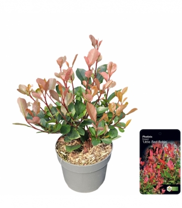 Photinia