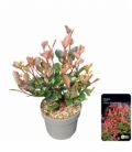 Photinia