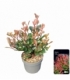 Photinia