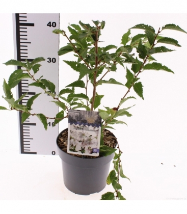 Prunus