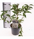 Prunus