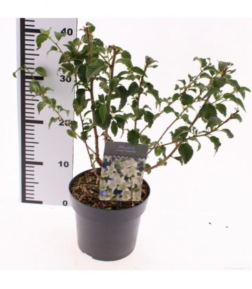 Prunus