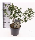 Prunus