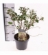 Prunus