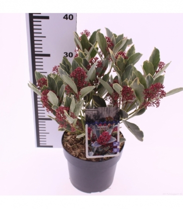 Skimmia