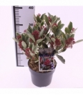 Skimmia